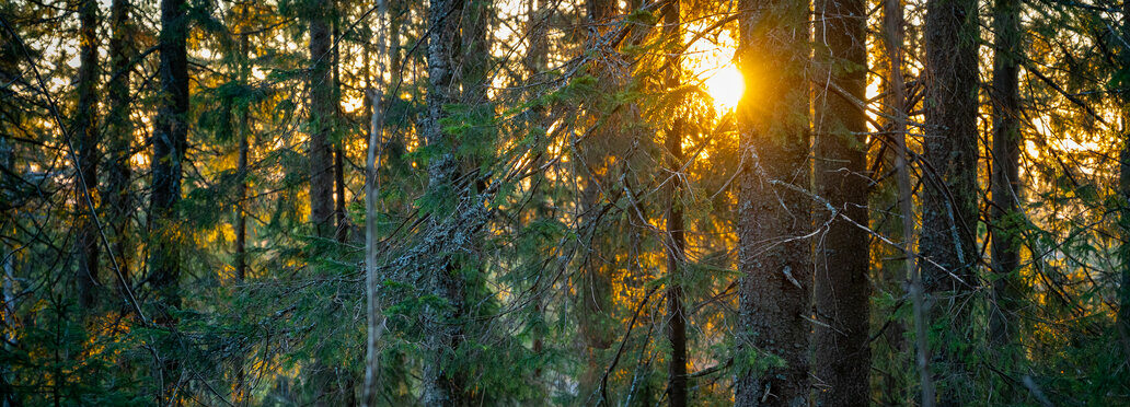 Skog